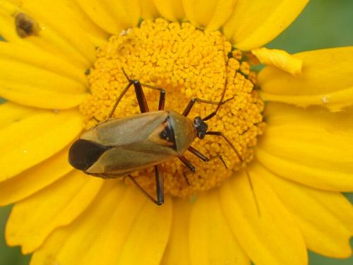 Réf. 180 256 : Calocoris nemoralis